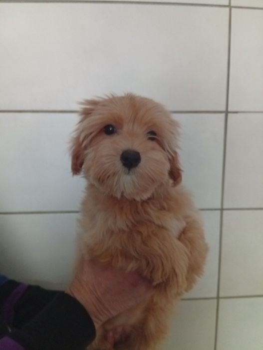 Дівчинка мальтіпу.