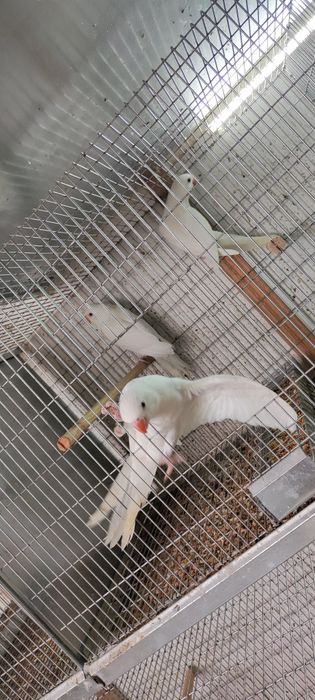 Ring Neck Albino de 2026