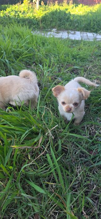 Chihuahua pelo comprido