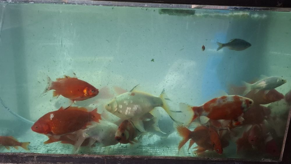 RYBY Karasie ozdobne TANIO!