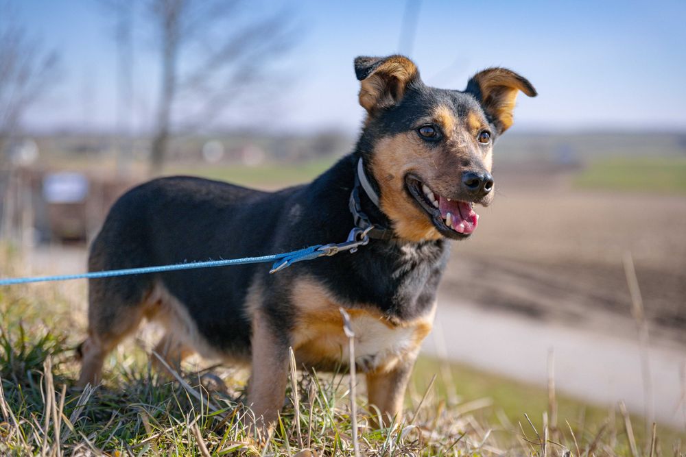 Mieszko pies adopcja schronisko