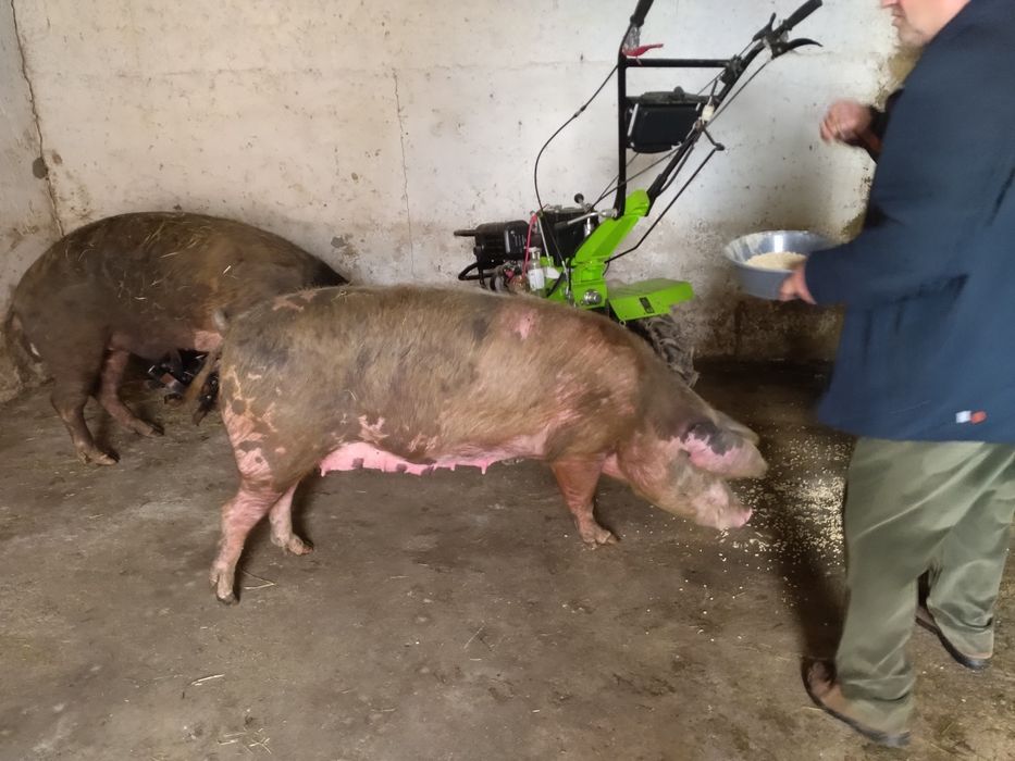 Porca com cerca 1 ano e meio