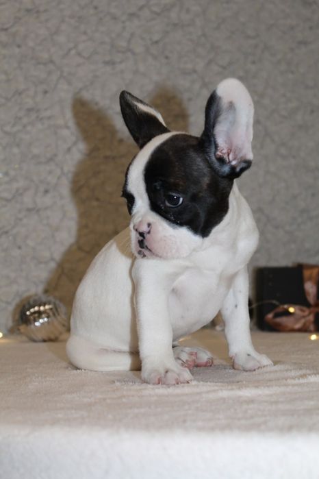 Французики генні карапузики