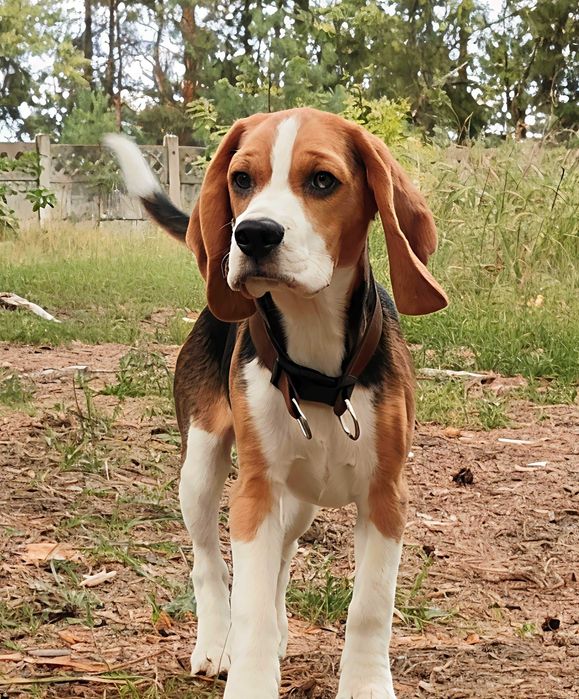 Цуценя бігля "Скай" КСУ-FCI