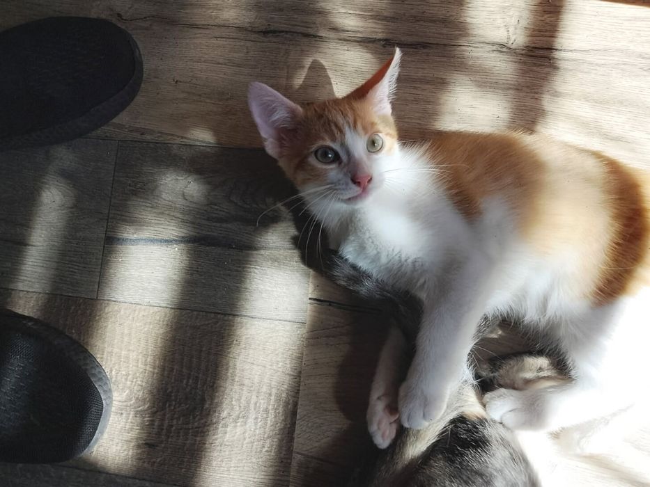 Kociaki do adopcji