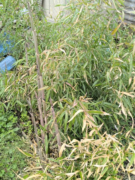 Бамбук філостахіс ауреліосульката