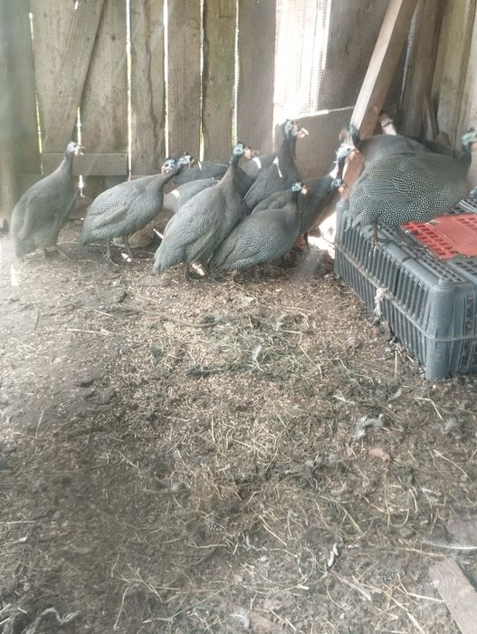 Kury, przepiórki, perliki, kaczki