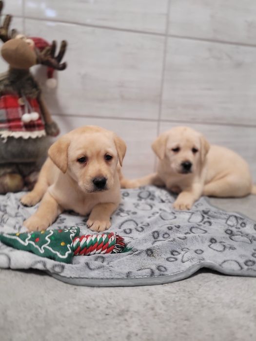 Labrador retriever szczeniak