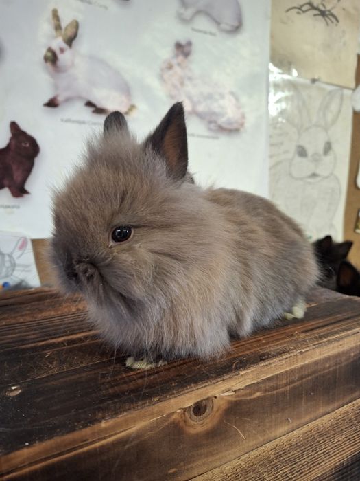 Sprzedam króliczki miniaturki TEDDY