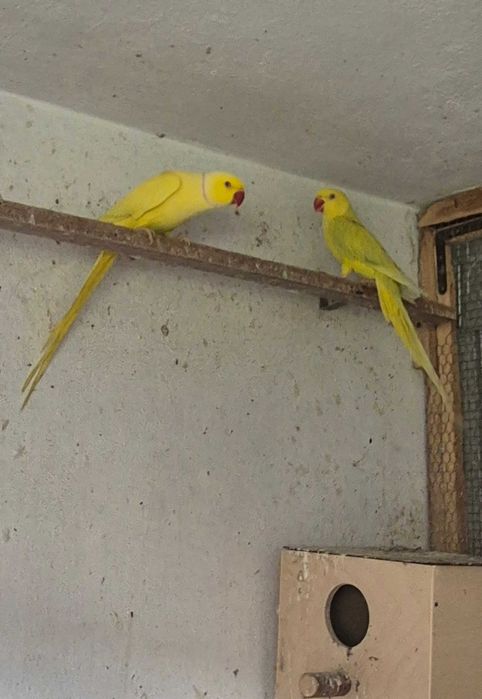 Aleksandretty Para 2022