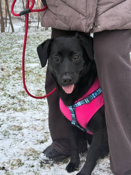 Дівчинка у добру родину