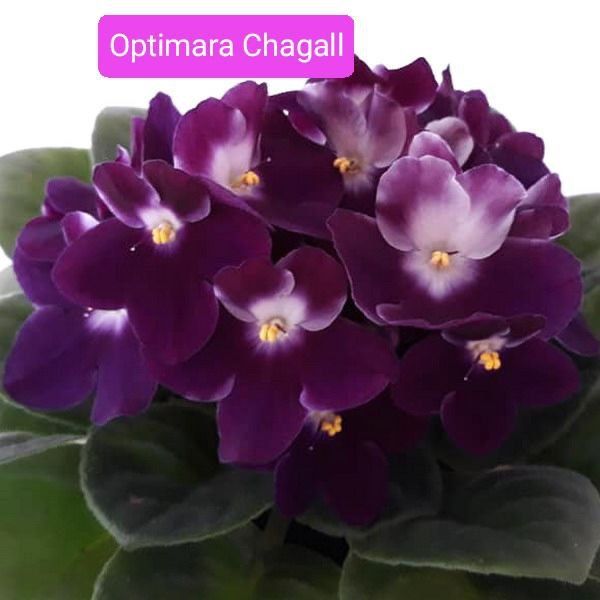 Фіалка,сенполія,фиалка