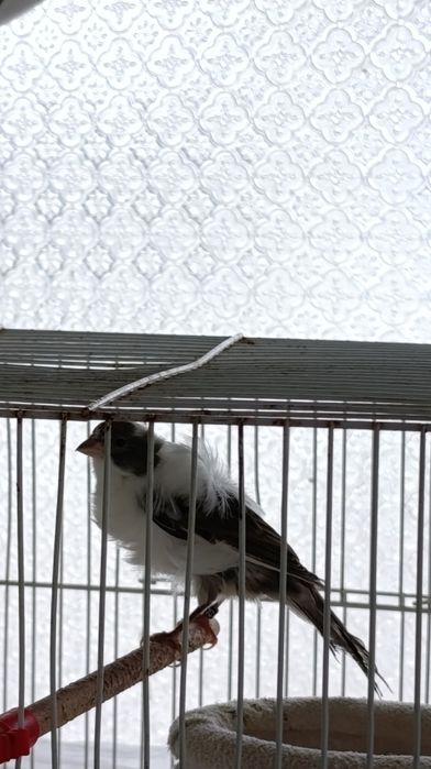 Vendas de animais