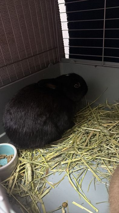 Coelhos mini Holandês