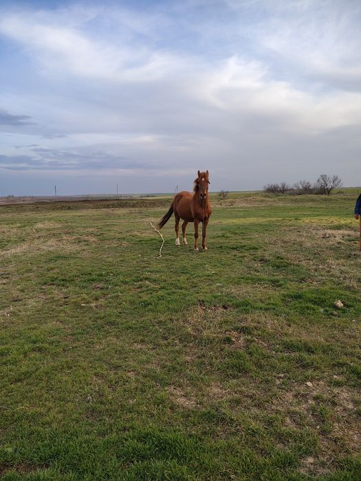 Продам кобылку Орловская рысачка 7лет