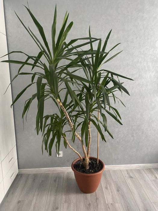 Вазонок. Юкка вазонок, високий, доглянутий