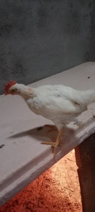 Leghorn white pintos macho