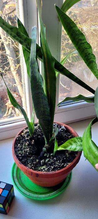 Сансев'єрія різні кущіки