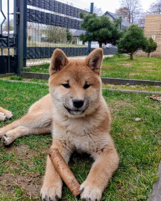 Likusia Dziewczynka shiba inu FCI po championie Polski