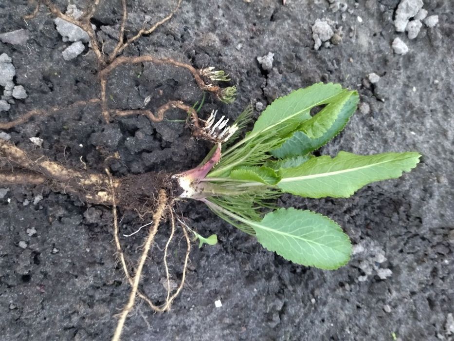 Хрон хрен рассада