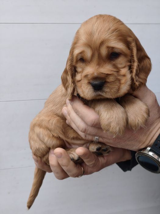 Cocker spaniel  - ostatnie karmelki