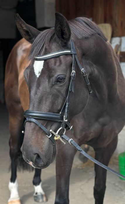 Piękna Klacz do sportu