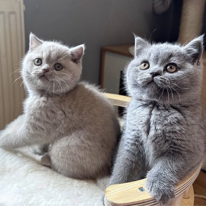 Екслюзивний колір шерсті