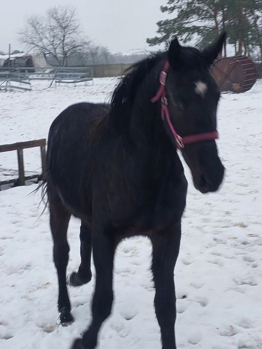 klacz polski koń sportowy /śląska
