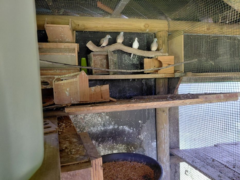Rolas zebra, lote de 6 aves deste ano  devidamente anilhadas: não sexadas