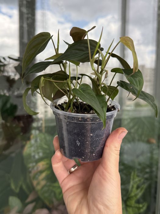 Philodendron micans / Філодендрон Міканс