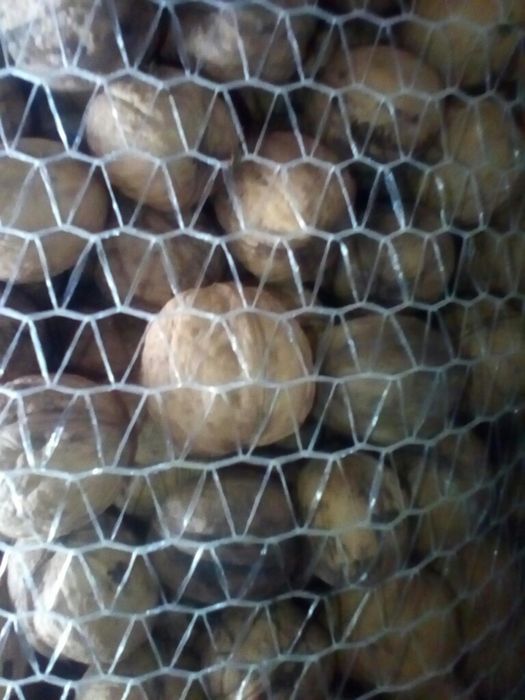 Orzechy włoskie zbiór 2024 rok