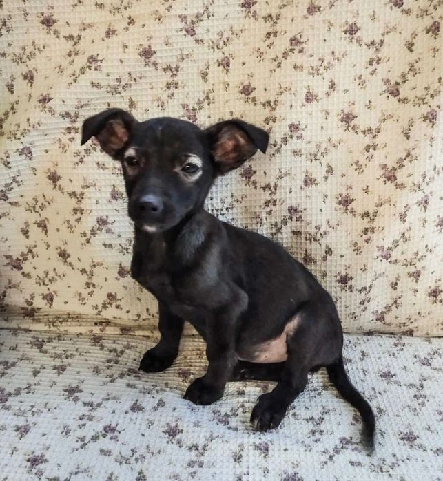 Цуценята.  Хлопчик і дівчинка.