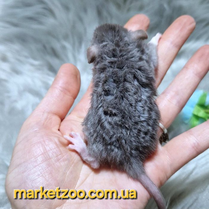 Супер шикарний малюк кучерявий Дамбо рекс шикарний крысы,крысята,криси