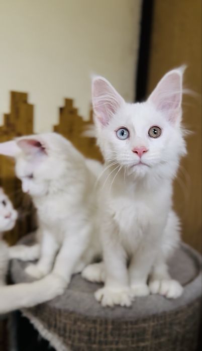 Дівчинка полідакт різноочка в улюбленці