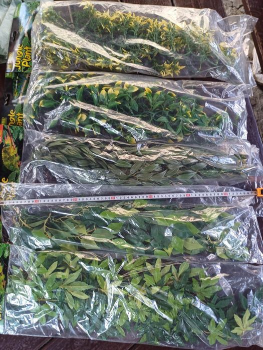 Rośliny do terrarium (NOWE)