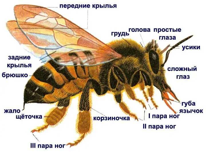 Свечи восковая моль, пжвм