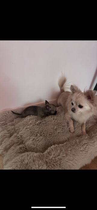 Sunia dorosła dlugowlosa kremowa hodowlana chihuahua 1.5 letnia