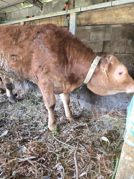 Vitelo 6 meses minhoto