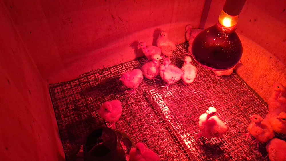 Vendo pintos e frangos brama jersey e cefosa