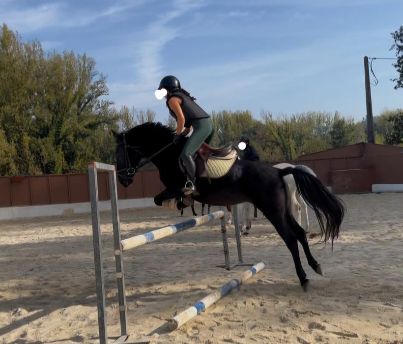 Égua preta com 6 anos