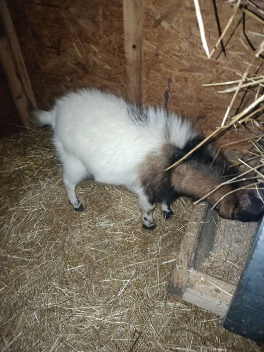 Cabras anãs 2/3 meses
