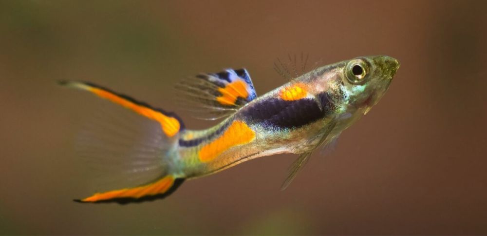 Guppies endler sortido