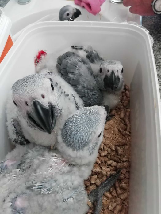 Papagaios Cinzentos de Cauda Vermelha