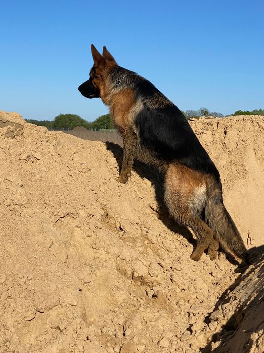Piesek Owczarka Niemieckiego krótkowłosy FCI