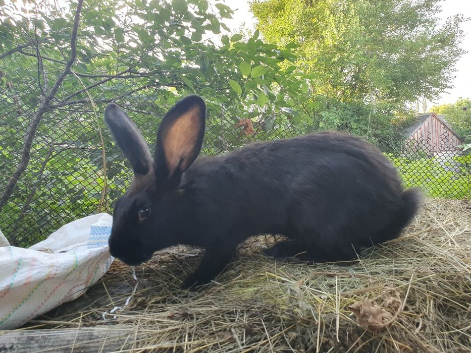 Продам кроликів (дівчата і хлопці)