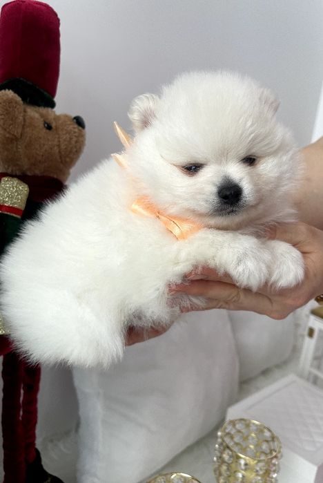 Померанські шпіци — Гарантовано закохаєтесь з першого погляду