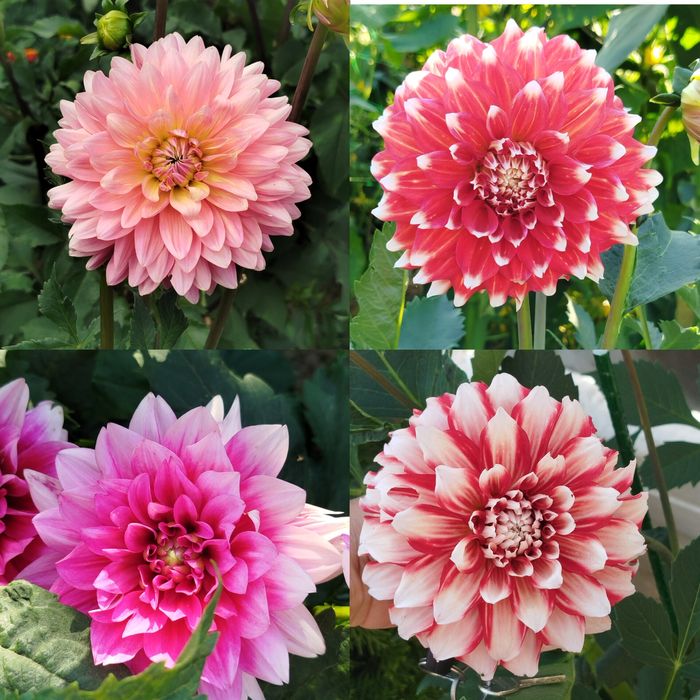 Клубні жоржин . 70 грн