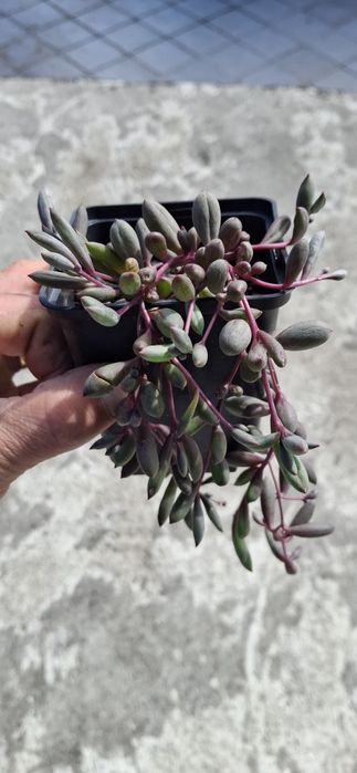 Suculentas e Cactos (variedades)