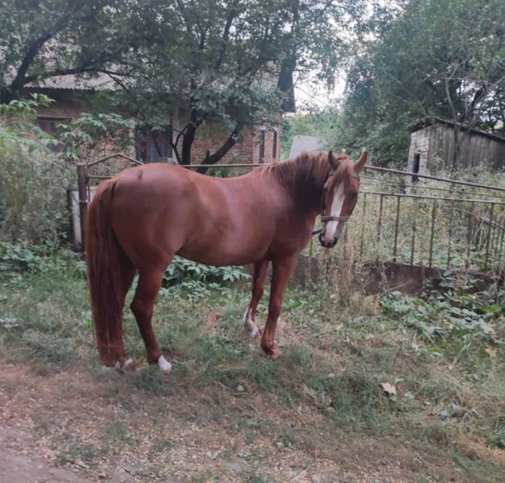 Продається кобила!