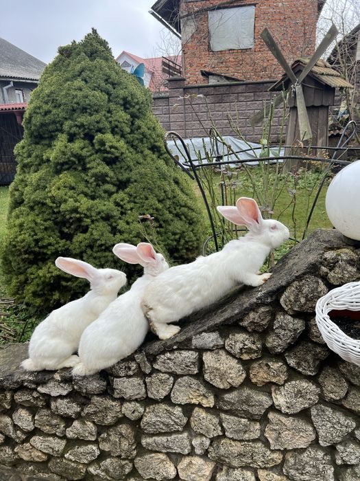 Кролики шиншила самки і самці.